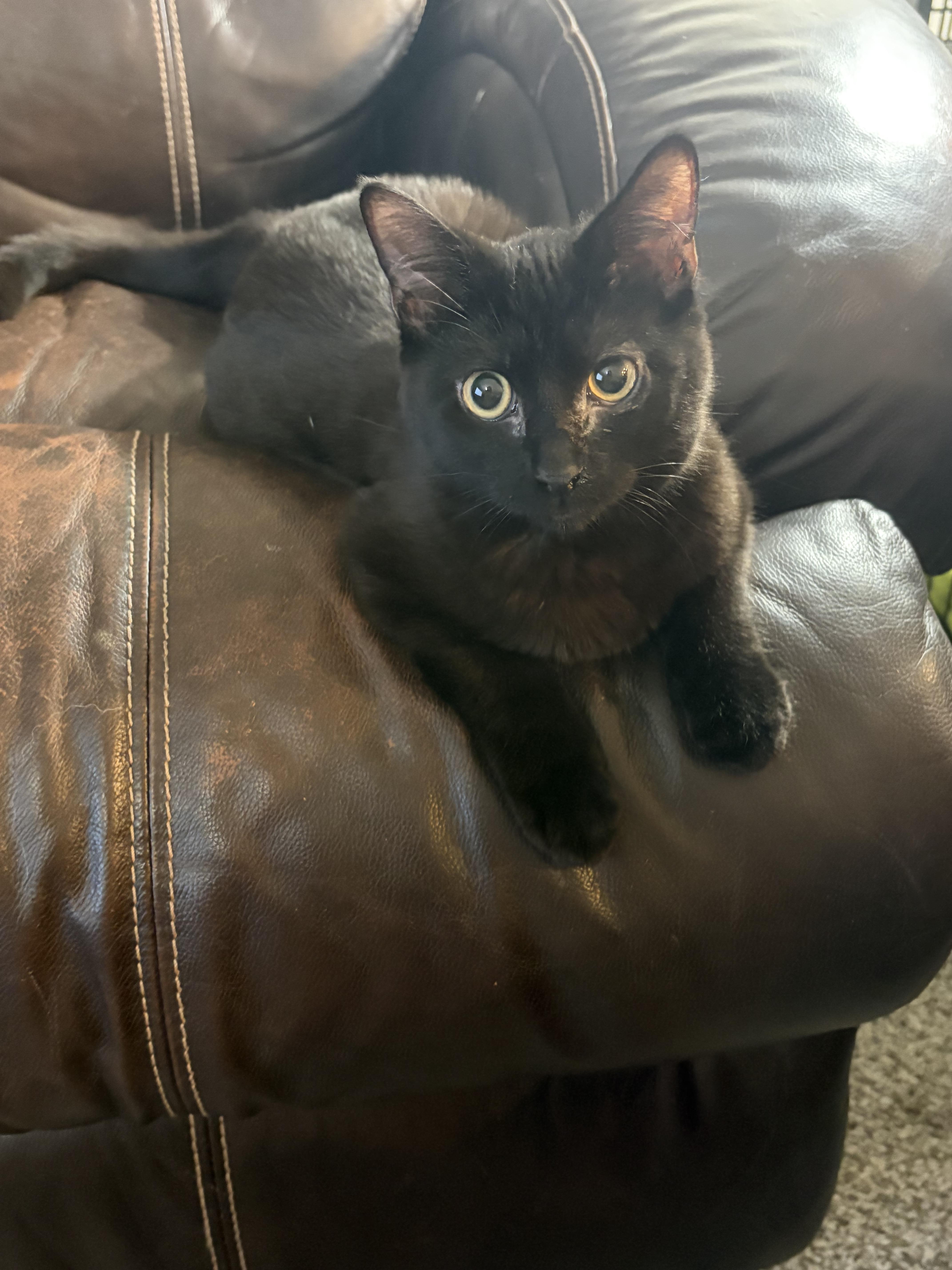 Zeuse, Adoptable, Kitten Male Domestic Short Hair.