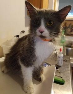 Morgan, Adoptable, Young Female Domestic Long Hair.