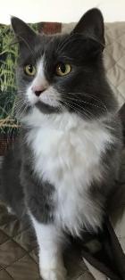 Morgan, a Adoptable Domestic Long Hair in Sistersville, WV image 2/6