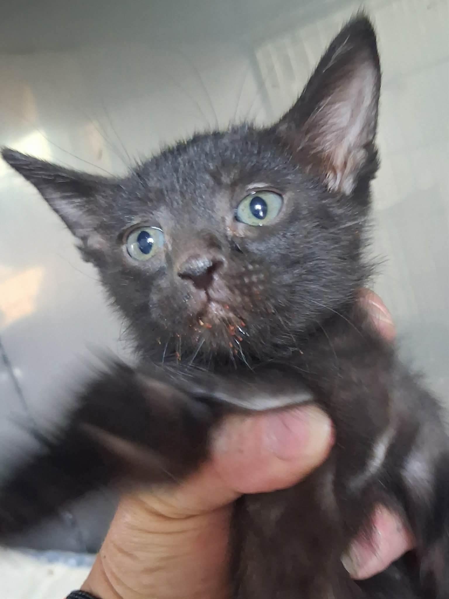 Enlarge Xeno Rex, an adopted Domestic Short Hair in Deming, NM image 1/1