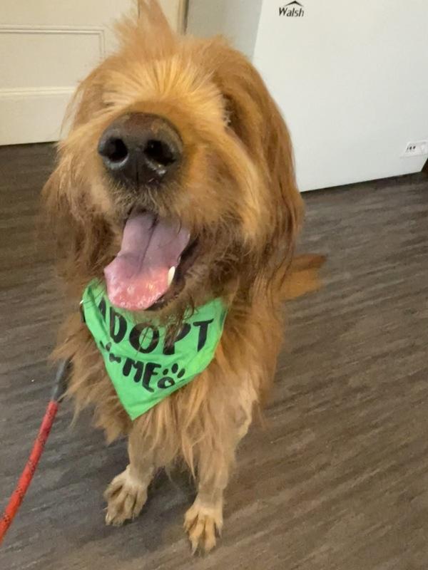 Alfie The Tripod, Adoptable, Adult Male Golden Retriever & Standard Poodle.