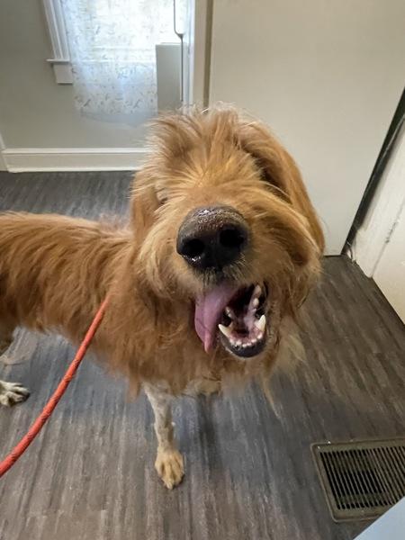 Enlarge Alfie The Tripod, a Adoptable mixed breed in Oakland, NJ image 2/4