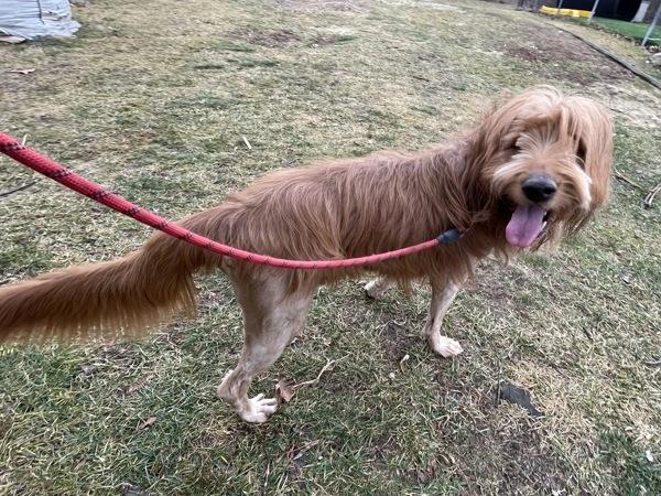Enlarge Alfie The Tripod, a Adoptable mixed breed in Oakland, NJ image 3/4