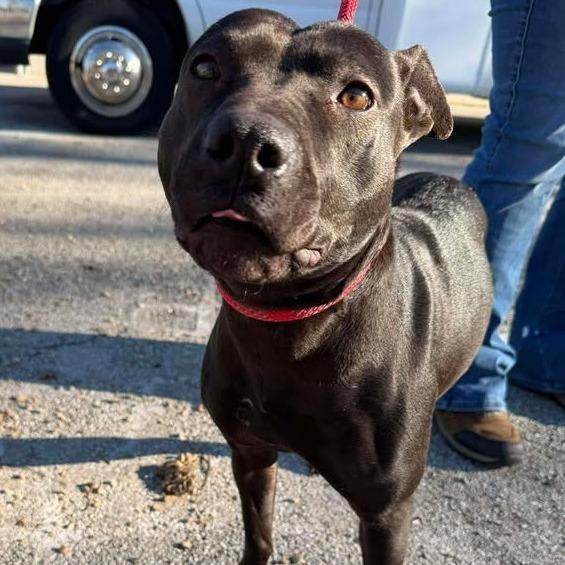 Nyx, Adoptable, Young Female Pit Bull Terrier.