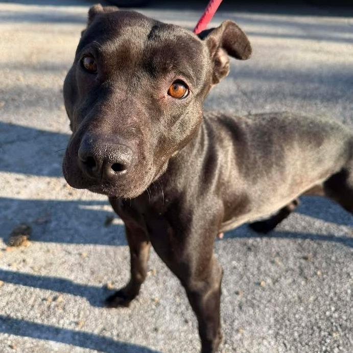 Nyx, a Adoptable Pit Bull Terrier in Vinita, OK image 3/5