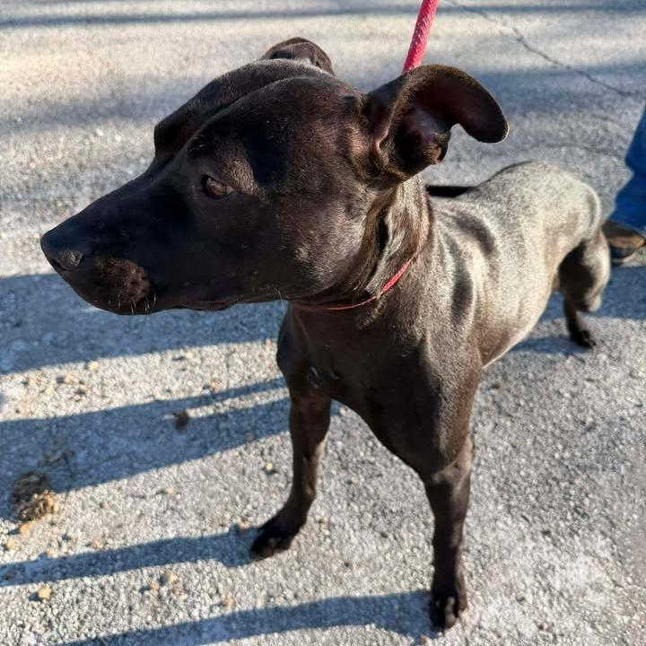 Nyx, a Adoptable Pit Bull Terrier in Vinita, OK image 4/5