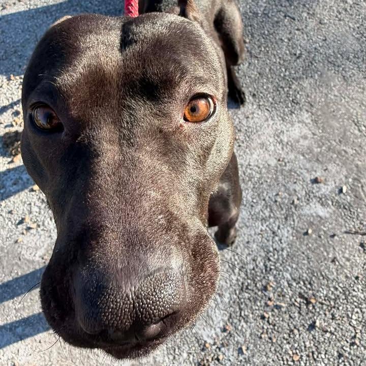 Nyx, a Adoptable Pit Bull Terrier in Vinita, OK image 5/5