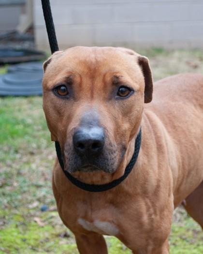 Enlarge Reeva, a Adoptable mixed breed in Hamilton, NJ image 1/3