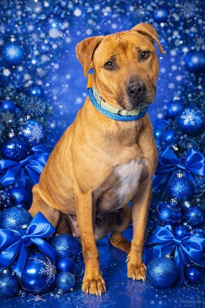 Enlarge Reeva, a Adoptable mixed breed in Hamilton, NJ image 2/3