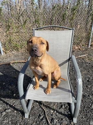 Reeva, Adoptable, Young Female Hound & Mixed Breed.