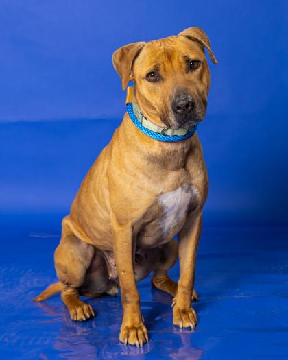 Reeva, Adoptable, Young Female Hound & Mixed Breed.