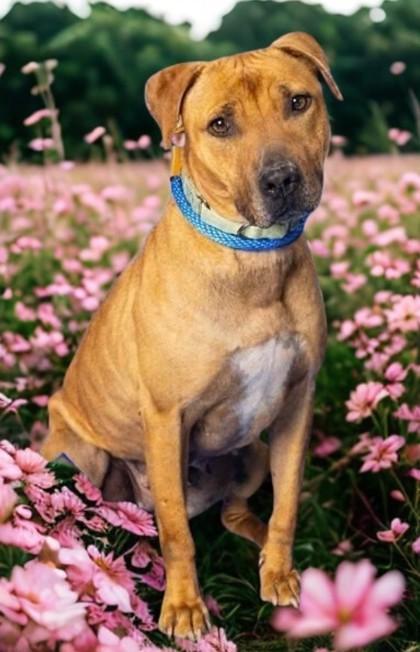 Enlarge Reeva, a Adoptable mixed breed in Hamilton, NJ image 2/3