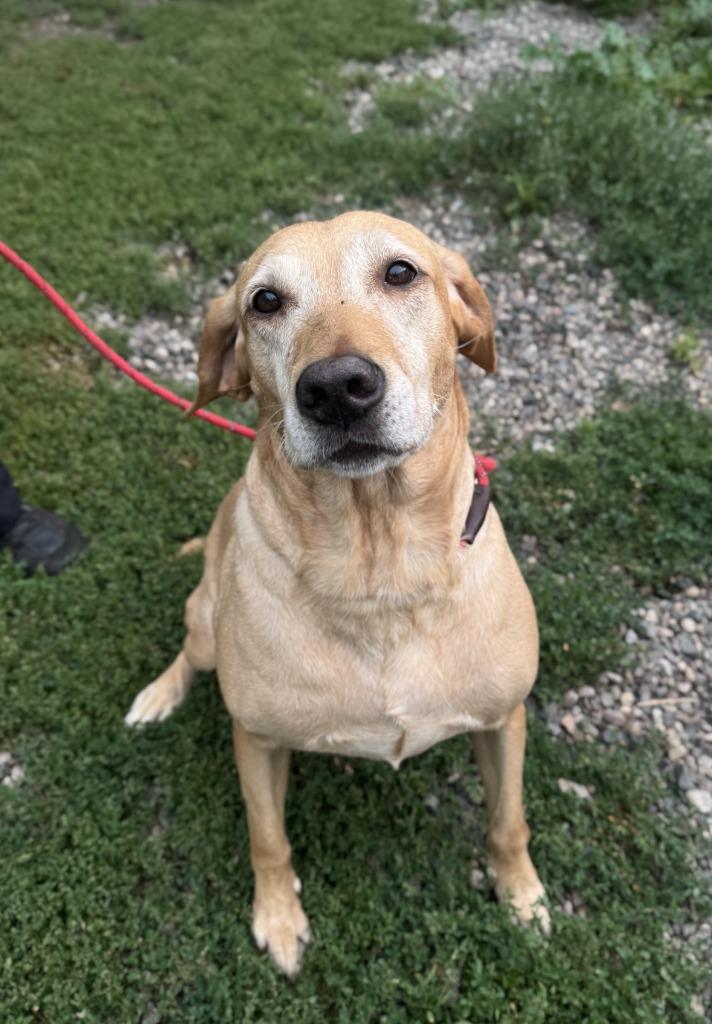 Thelma, a Adoptable Labrador Retriever in Grand Forks, ND image 1/3