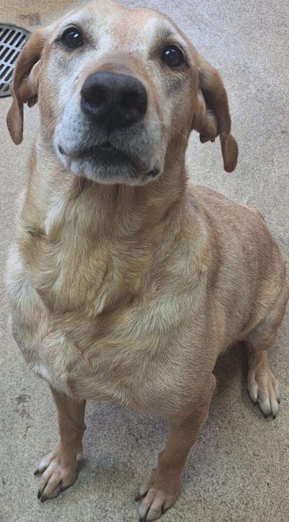 Enlarge Thelma, a Adoptable Labrador Retriever in Grand Forks, ND image 1/2