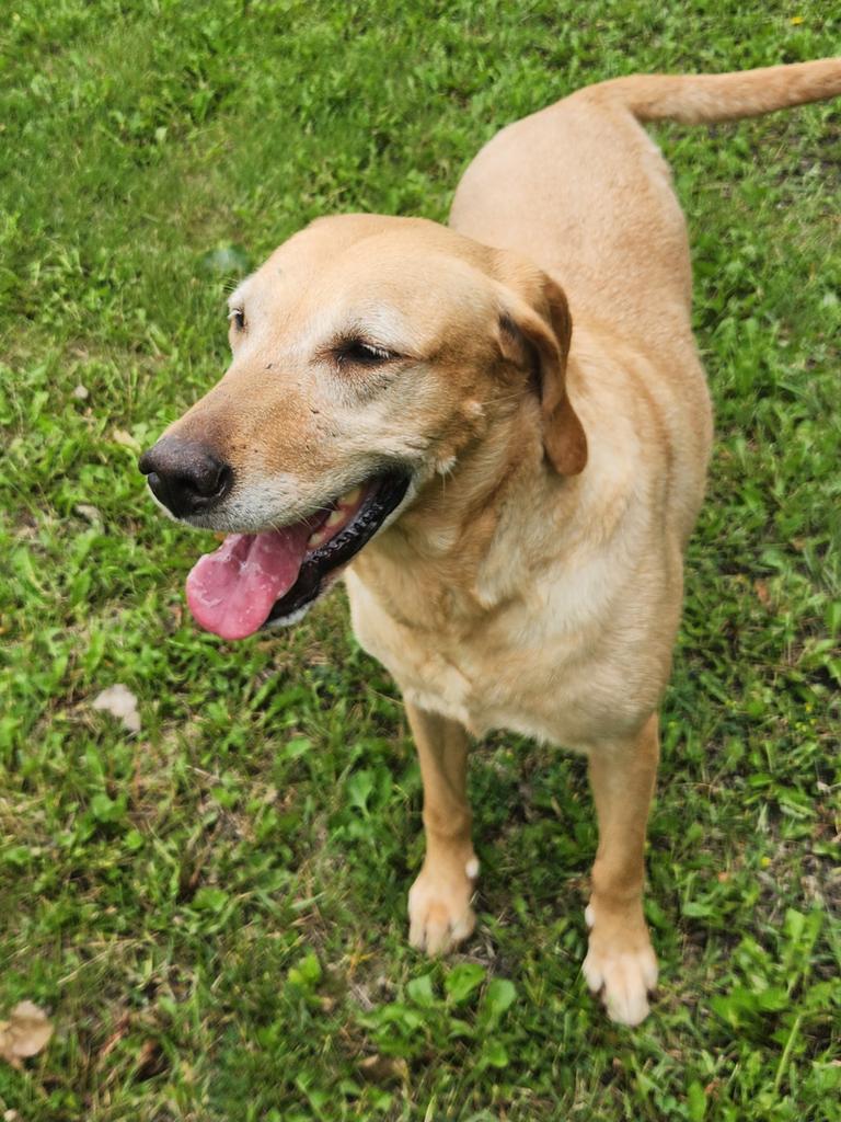Enlarge Thelma, a Adoptable Labrador Retriever in Grand Forks, ND image 2/2