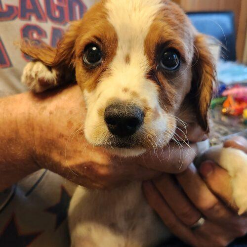 Enlarge Honey (#405), a Adopted mixed breed in Twin lakes, WI image 1/1