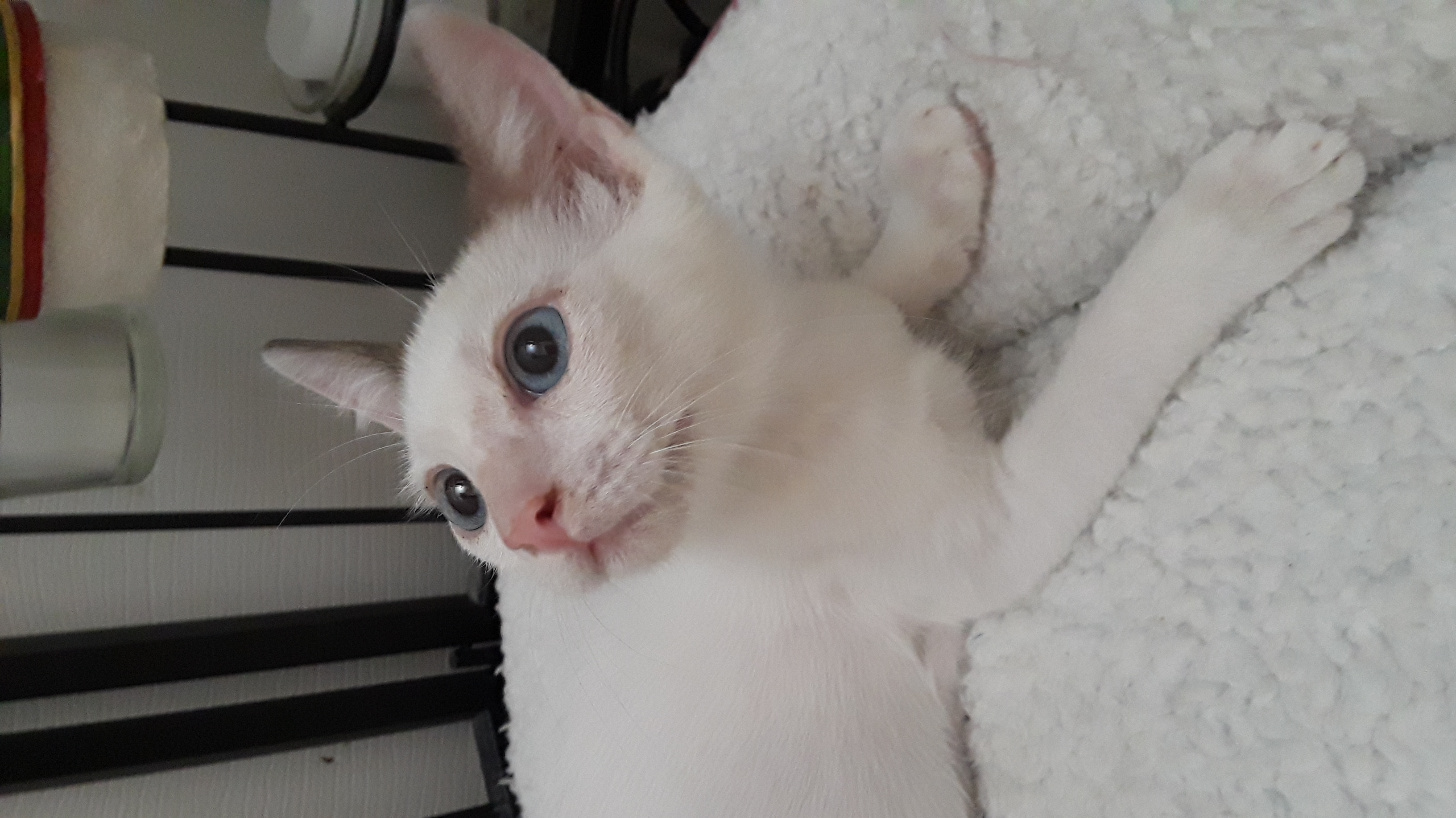 TAJI, Adopted, Kitten Female Siamese.