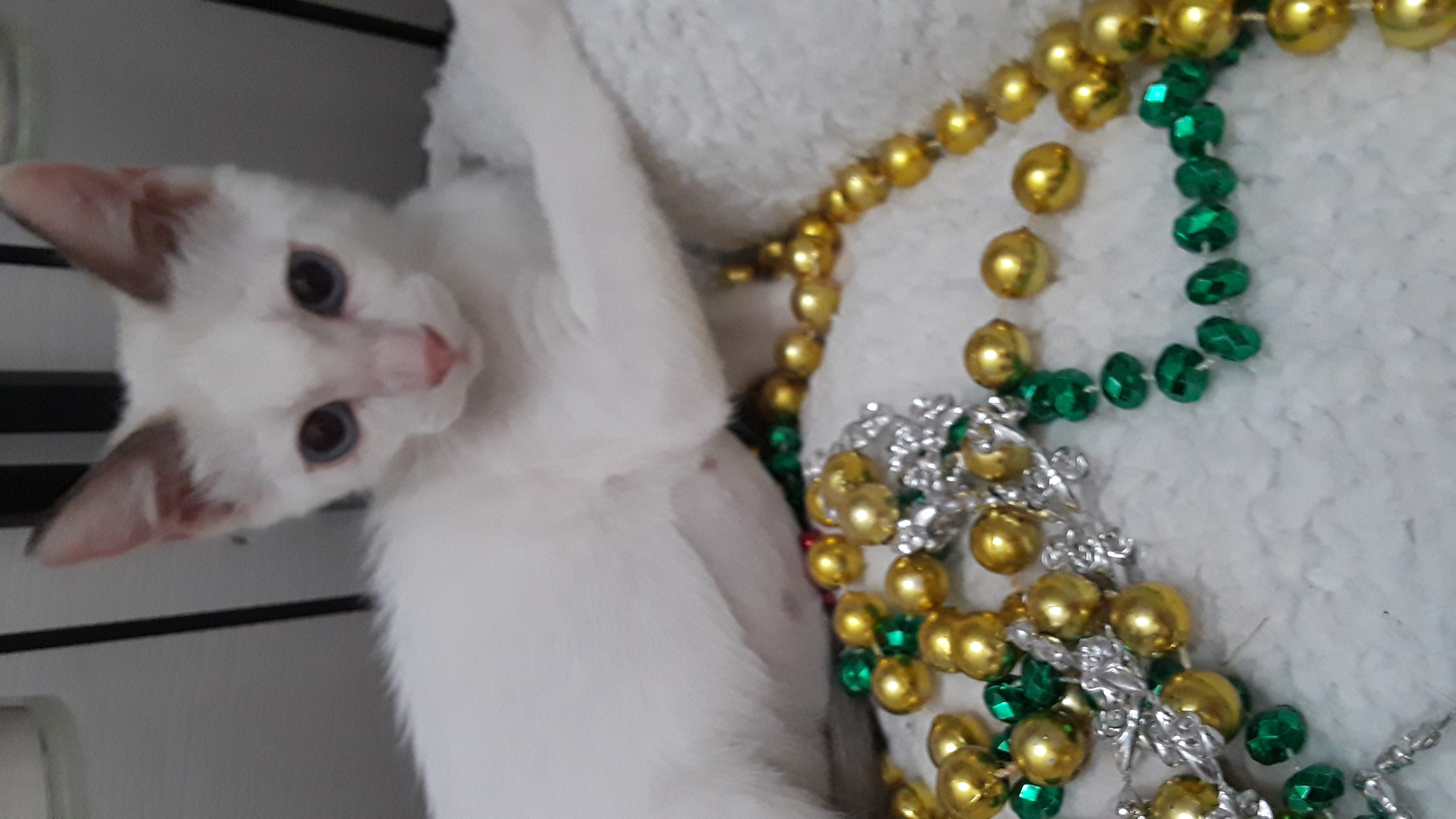 Enlarge TAJI, a Adopted Siamese in Phoenix, AZ image 4/6