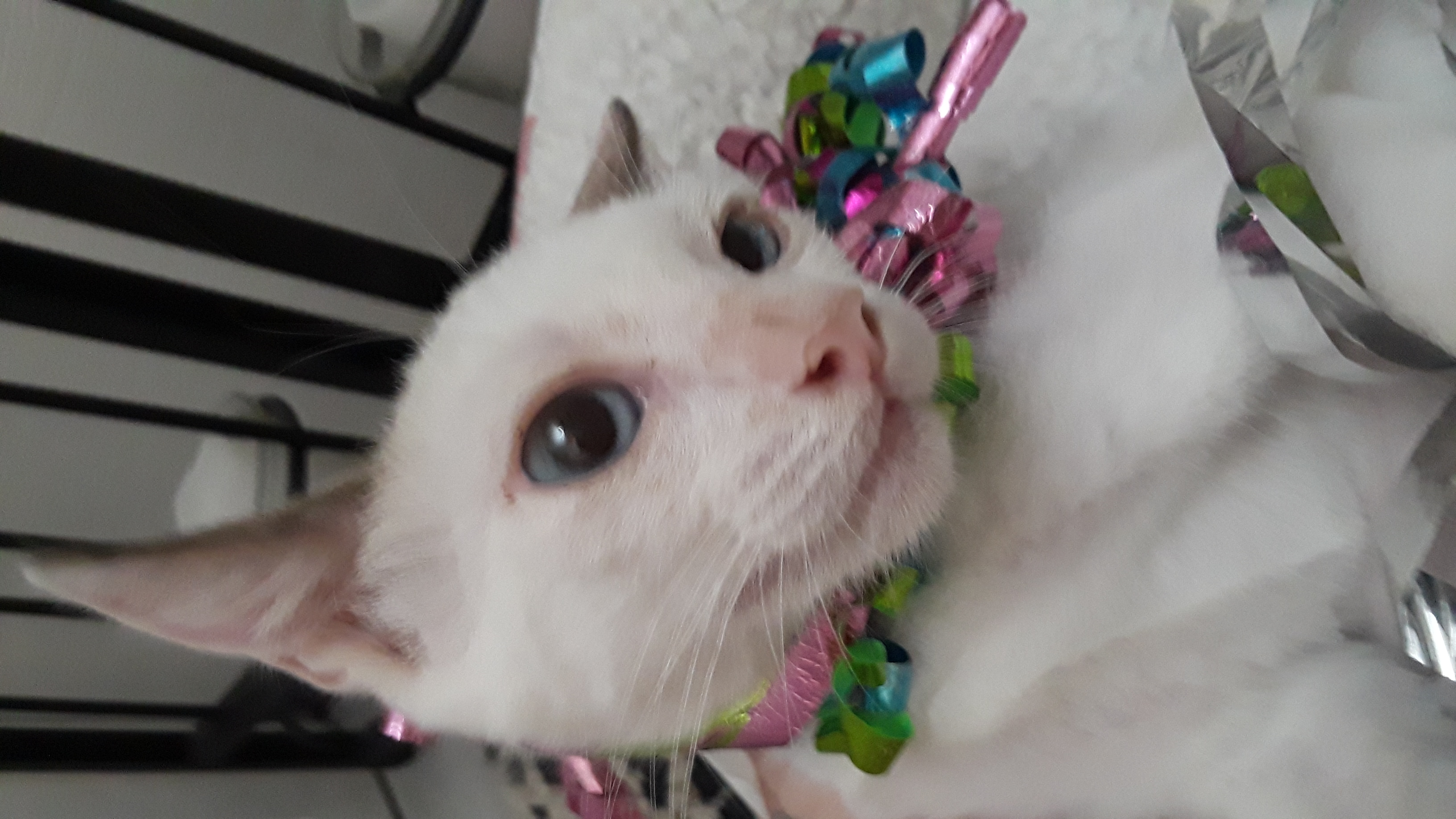 Enlarge TAJI, a Adopted Siamese in Phoenix, AZ image 5/6