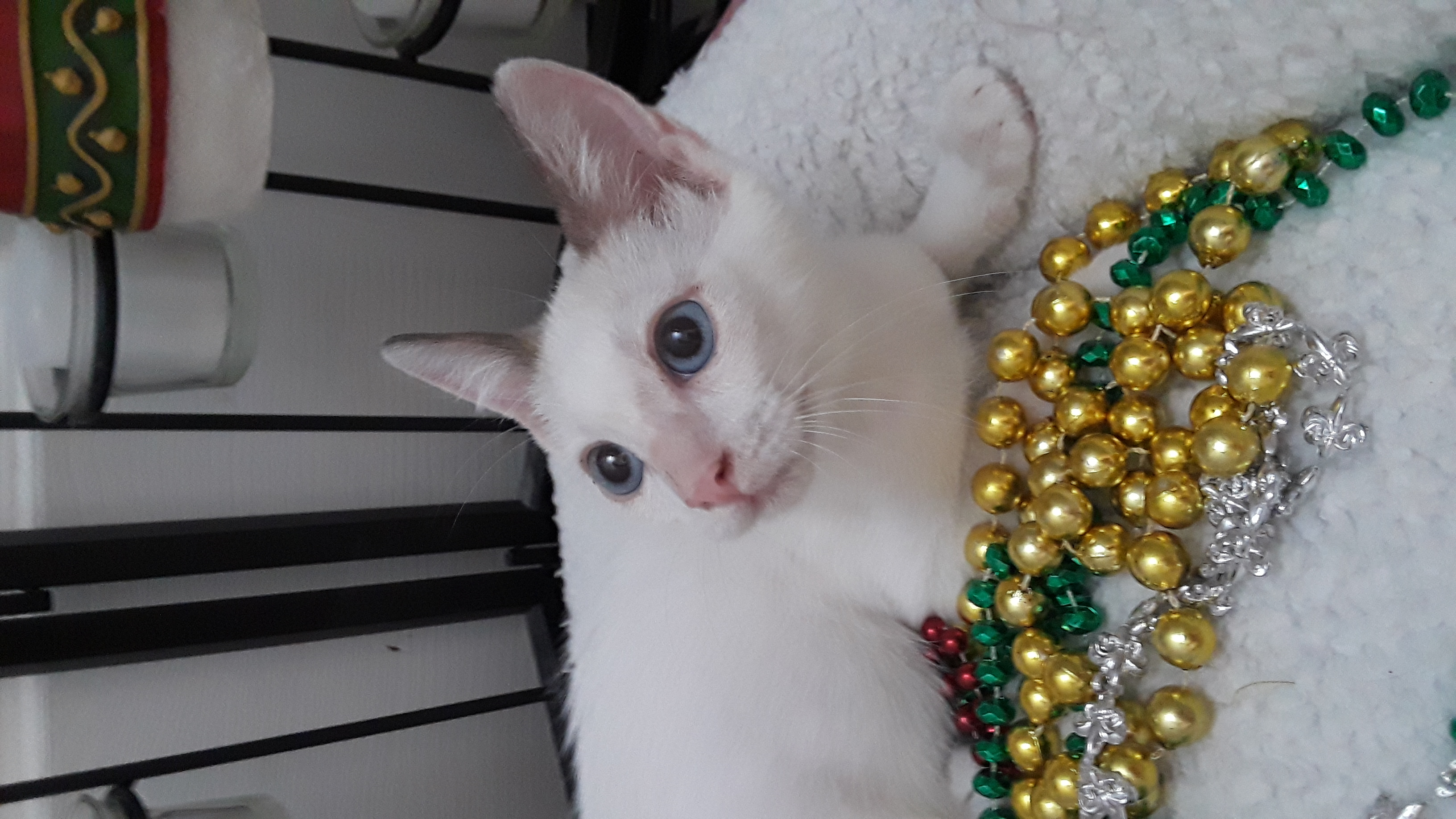 Enlarge TAJI, a Adopted Siamese in Phoenix, AZ image 6/6