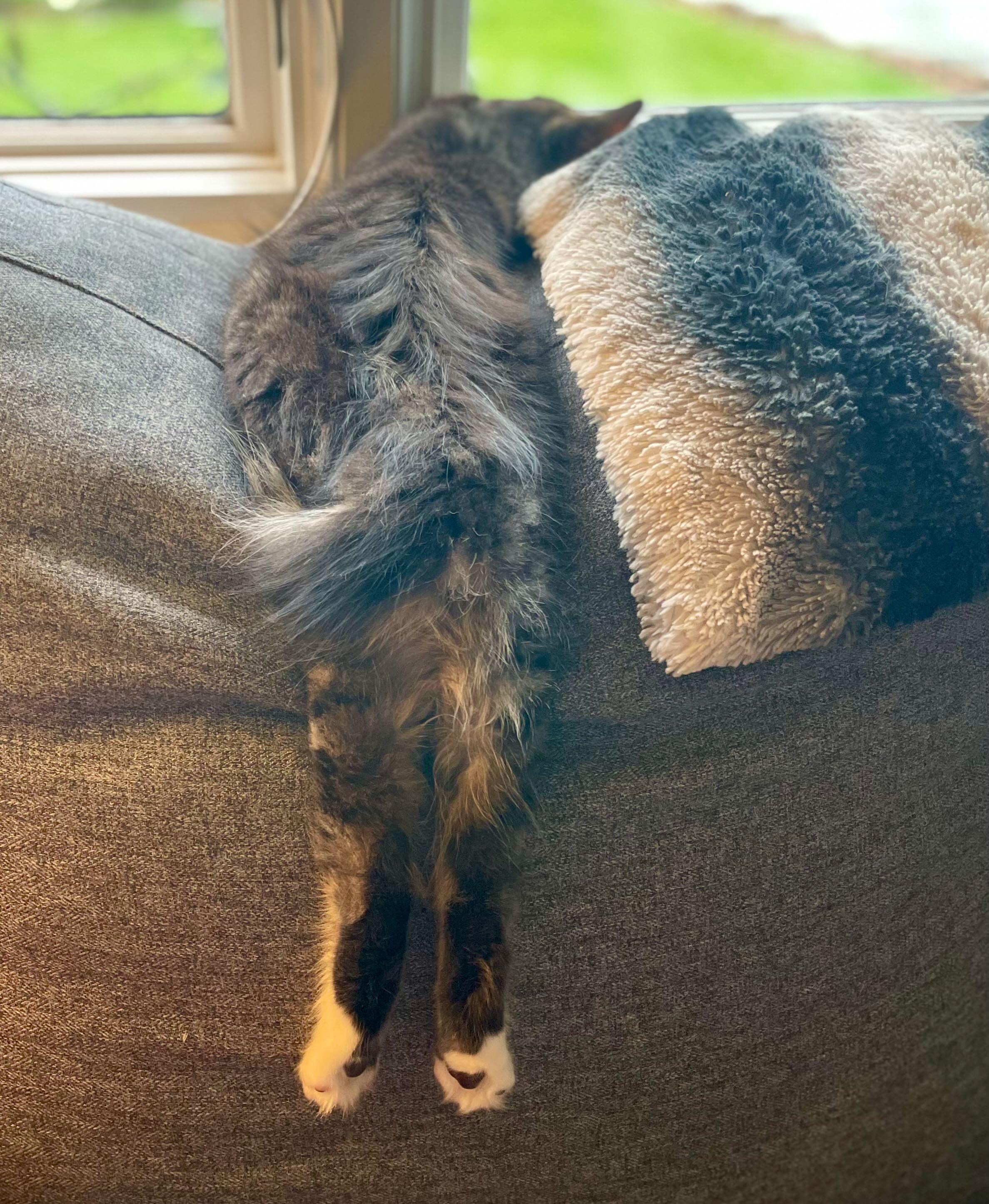 Enlarge Ozzy, an adopted Tabby in Hood River, OR image 6/6