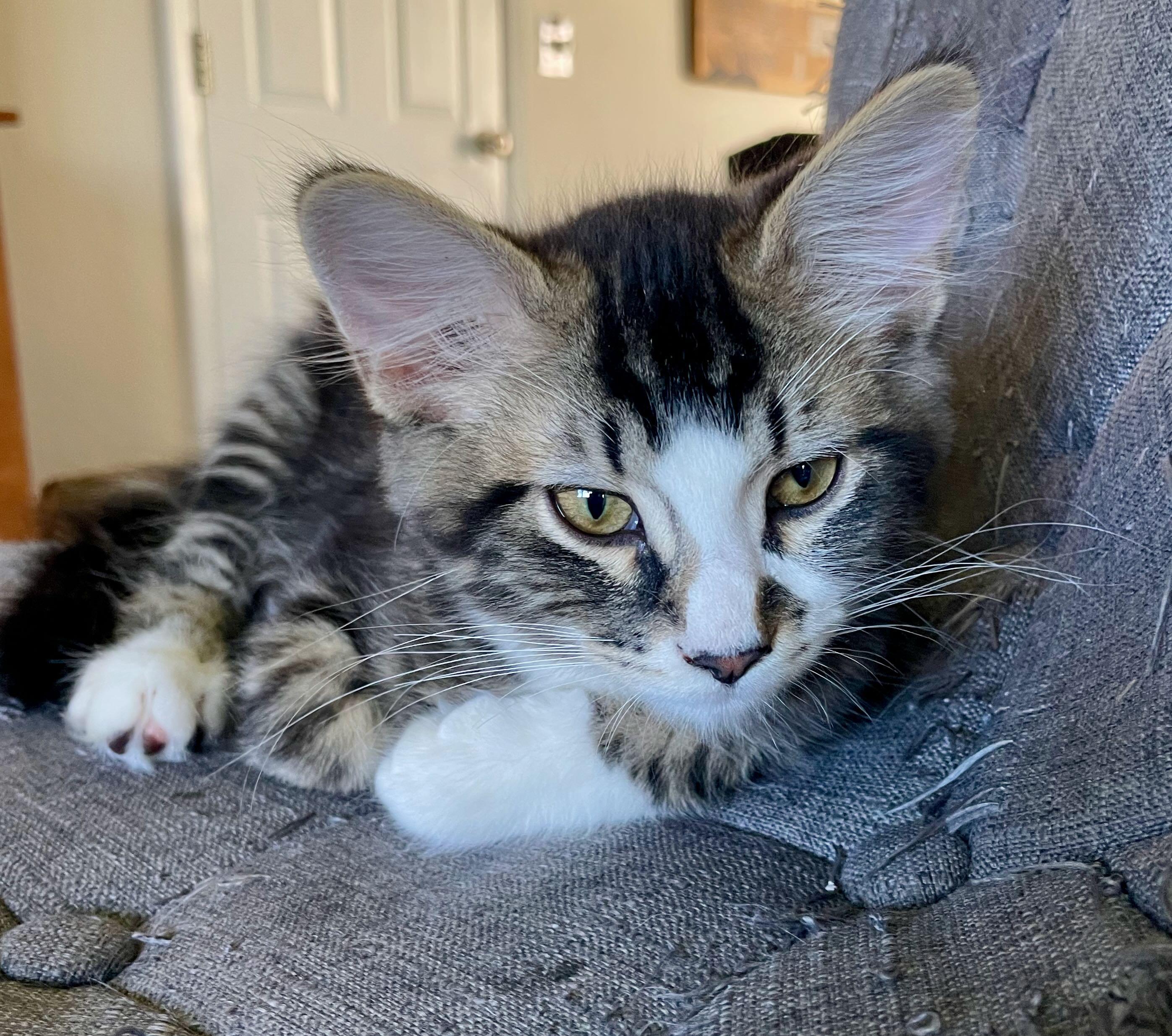 Enlarge Ozzy, an adopted Tabby in Hood River, OR image 4/6