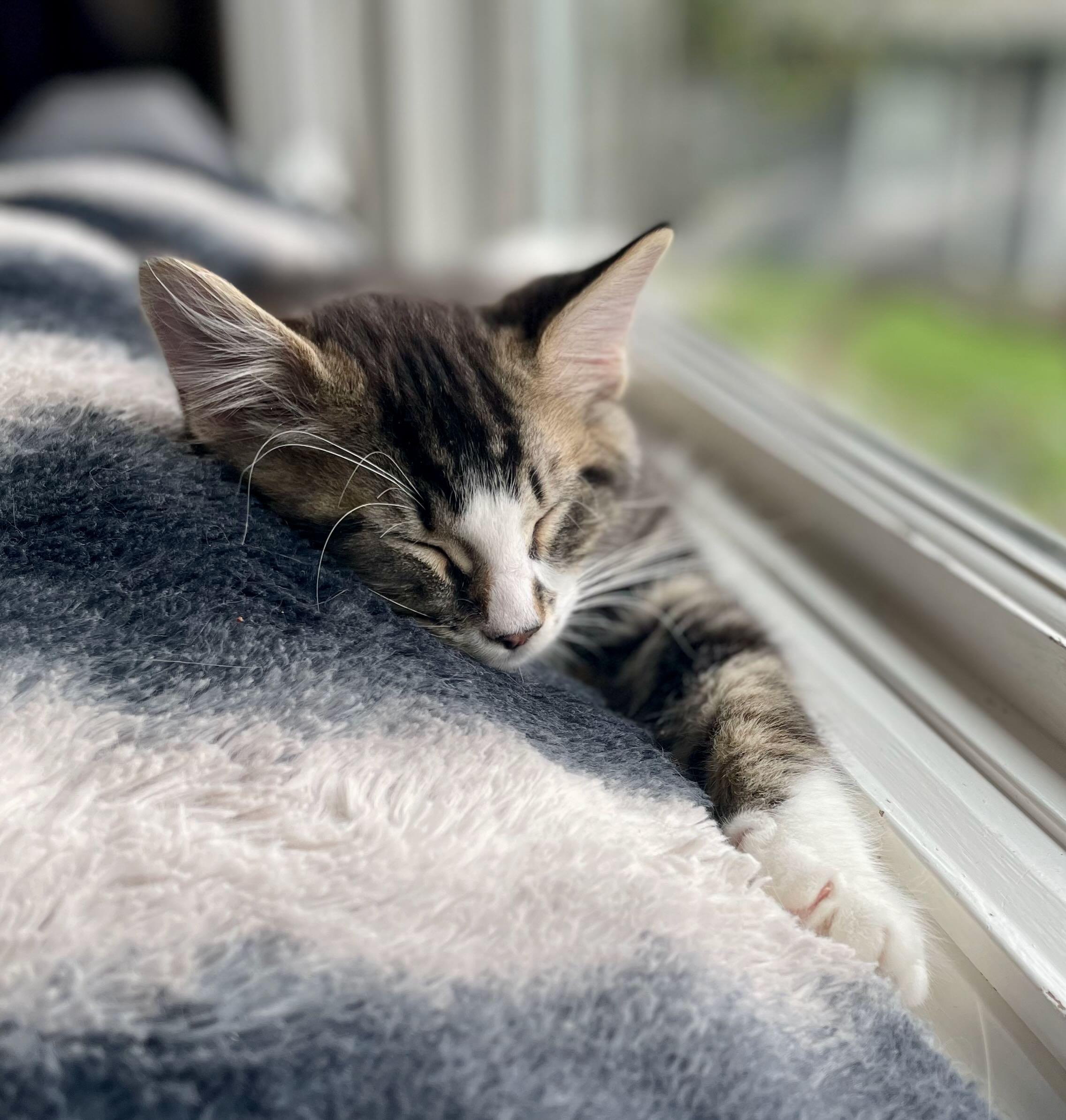 Enlarge Ozzy, an adopted Tabby in Hood River, OR image 3/6