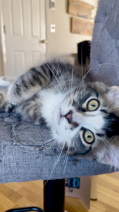 Enlarge Ozzy, an adopted Tabby in Hood River, OR video 2/6
