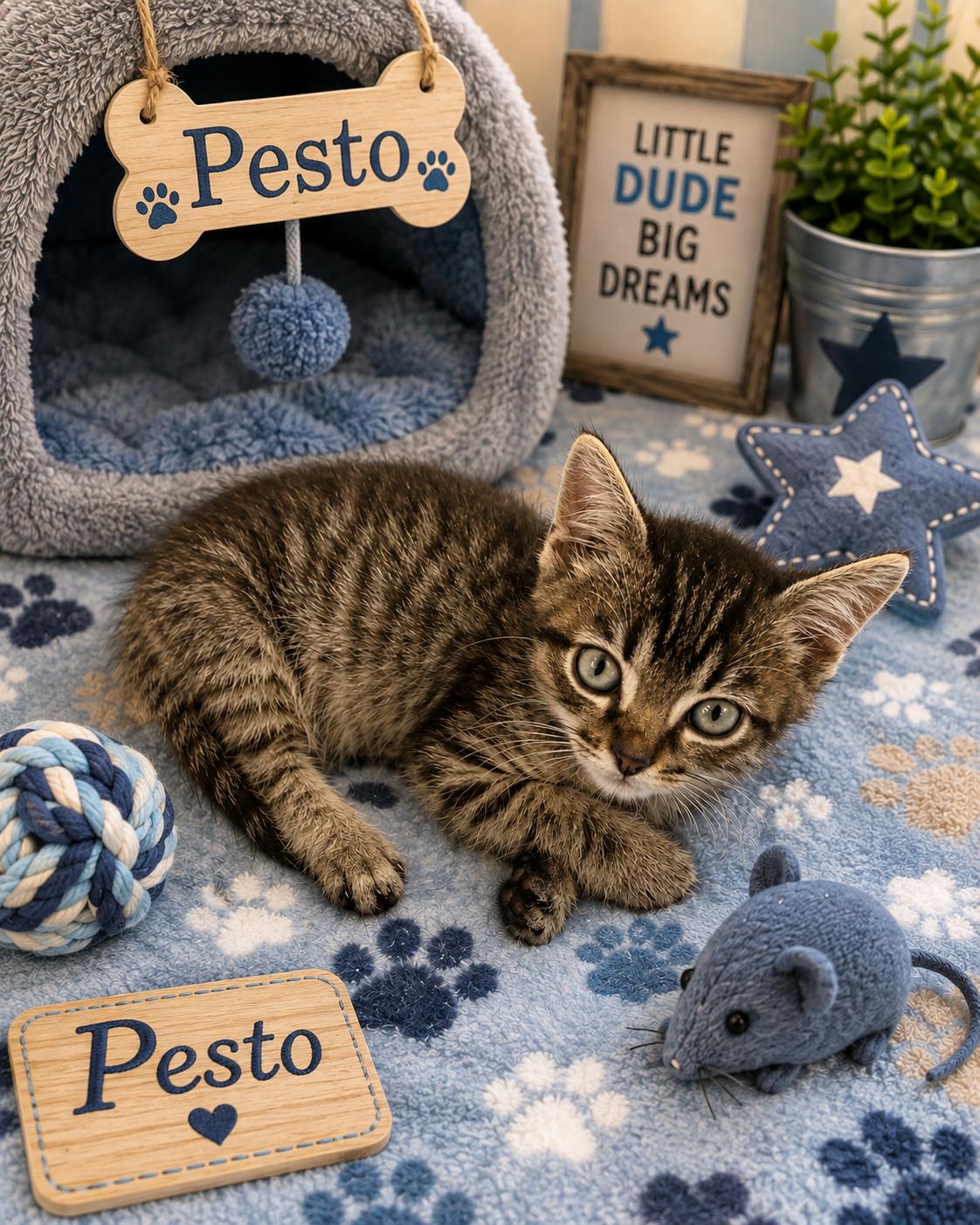 Pesto, Adoptable, Kitten Male Tabby.
