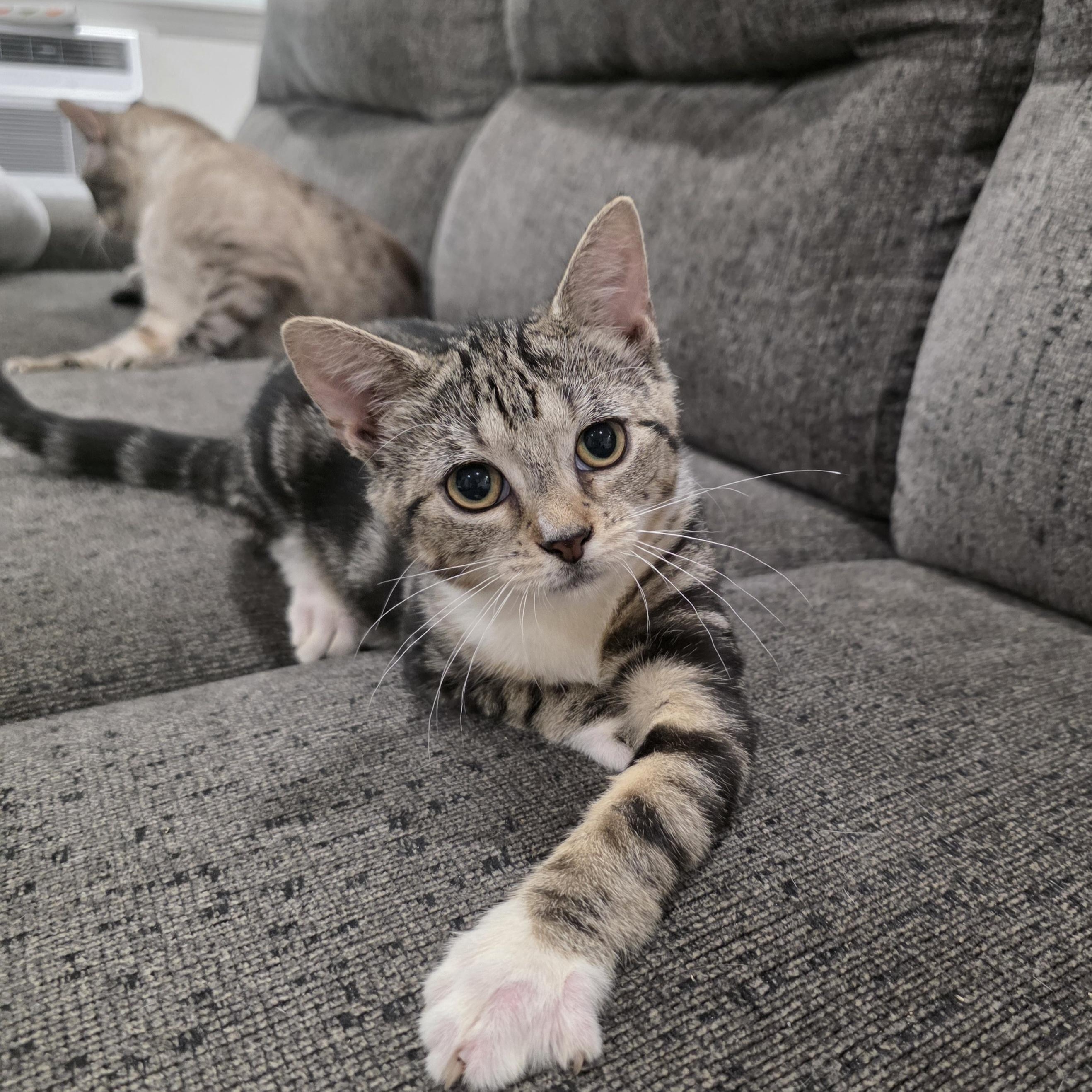 Zippy, Adoptable, Kitten Female Domestic Short Hair & Tabby.