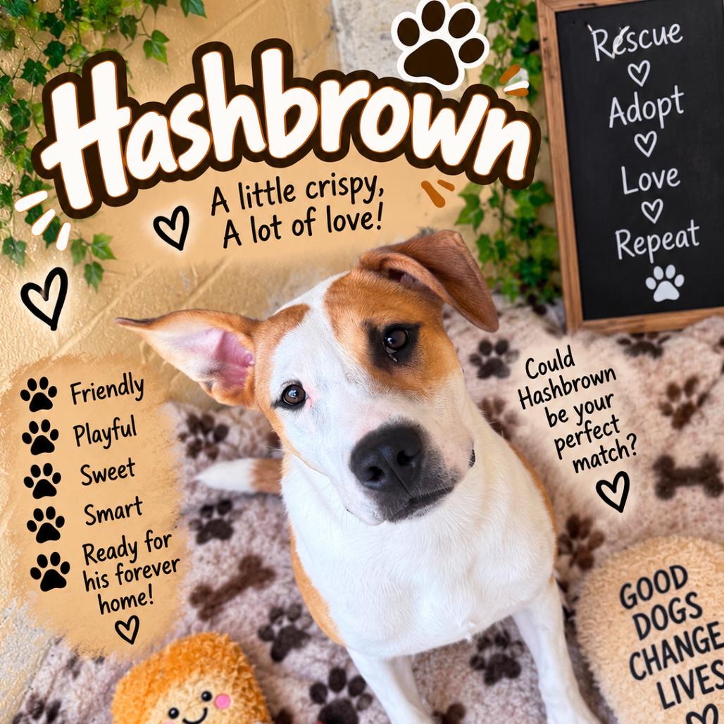 Enlarge HashBrown, a Adoptable American Staffordshire Terrier in Waldorf, MD image 2/2