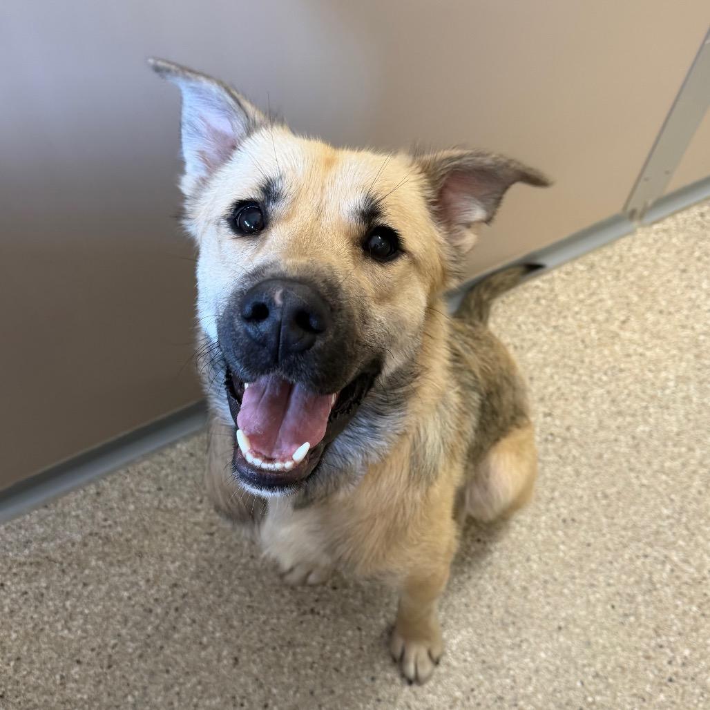 McMuffin, Adoptable, Adult Male Yellow Labrador Retriever & German Shepherd Dog.