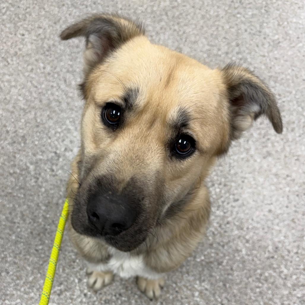 Enlarge McMuffin, a Adoptable mixed breed in Detroit Lakes, MN image 2/6