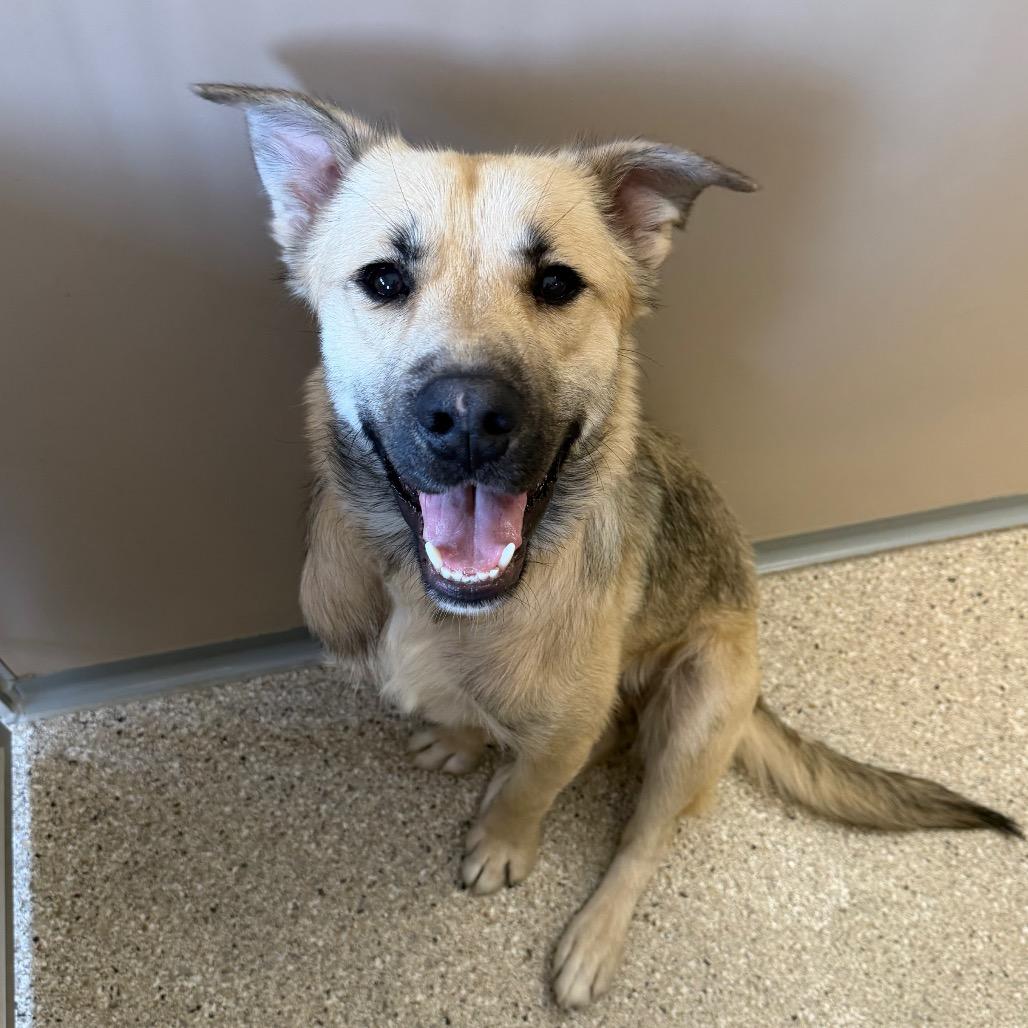 Enlarge McMuffin, a Adoptable mixed breed in Detroit Lakes, MN image 6/6