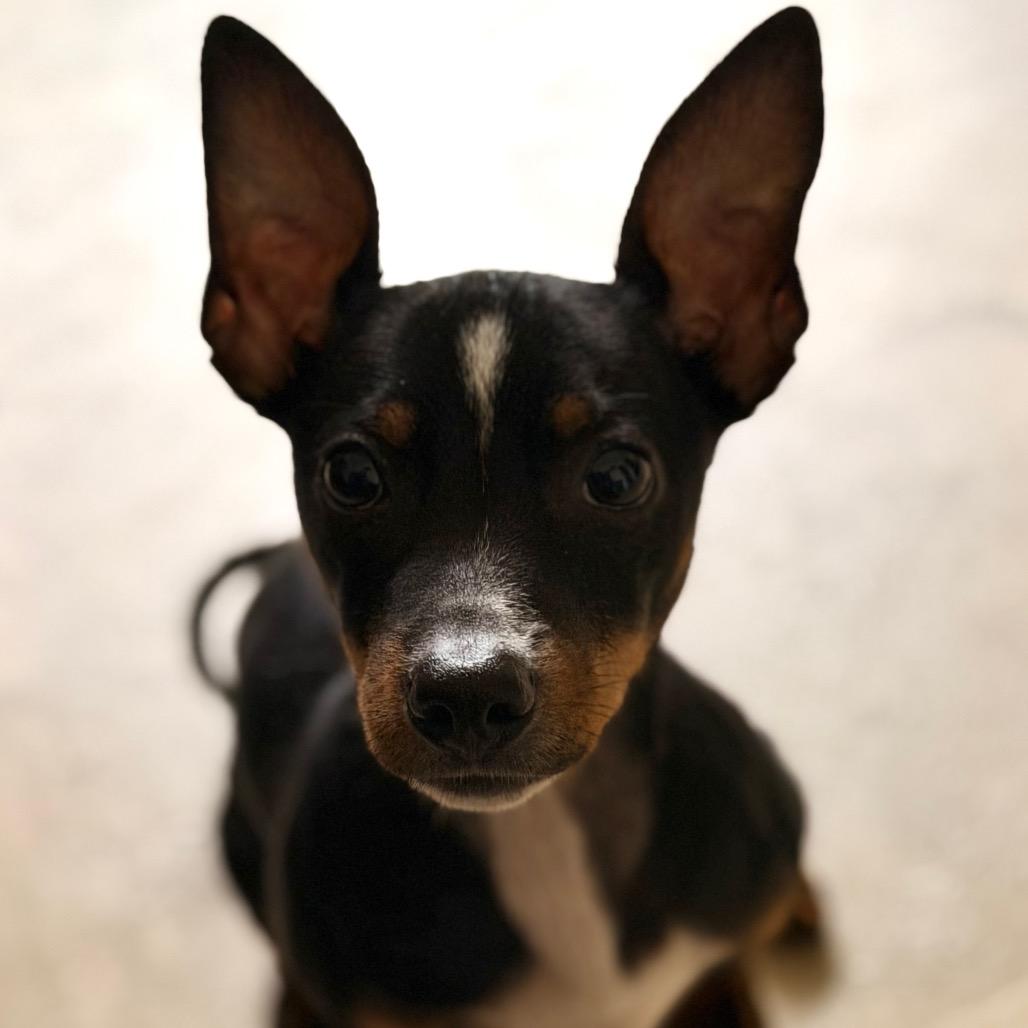 Hank (In Foster), a Adoptable mixed breed in Sonoma, CA image 1/4