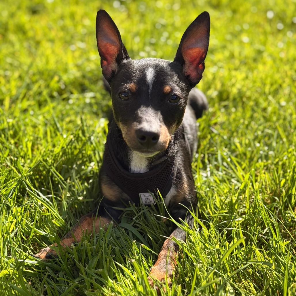 Hank (In Foster), a Adoptable mixed breed in Sonoma, CA image 2/4
