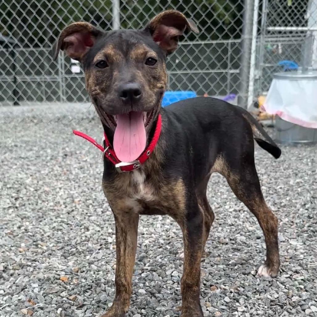 Enlarge Pipsi, a Adoptable Mixed Breed in Walnut Cove, NC image 1/6