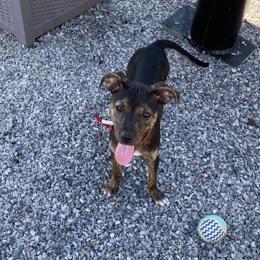Enlarge Pipsi, a Adoptable Mixed Breed in Walnut Cove, NC image 2/6