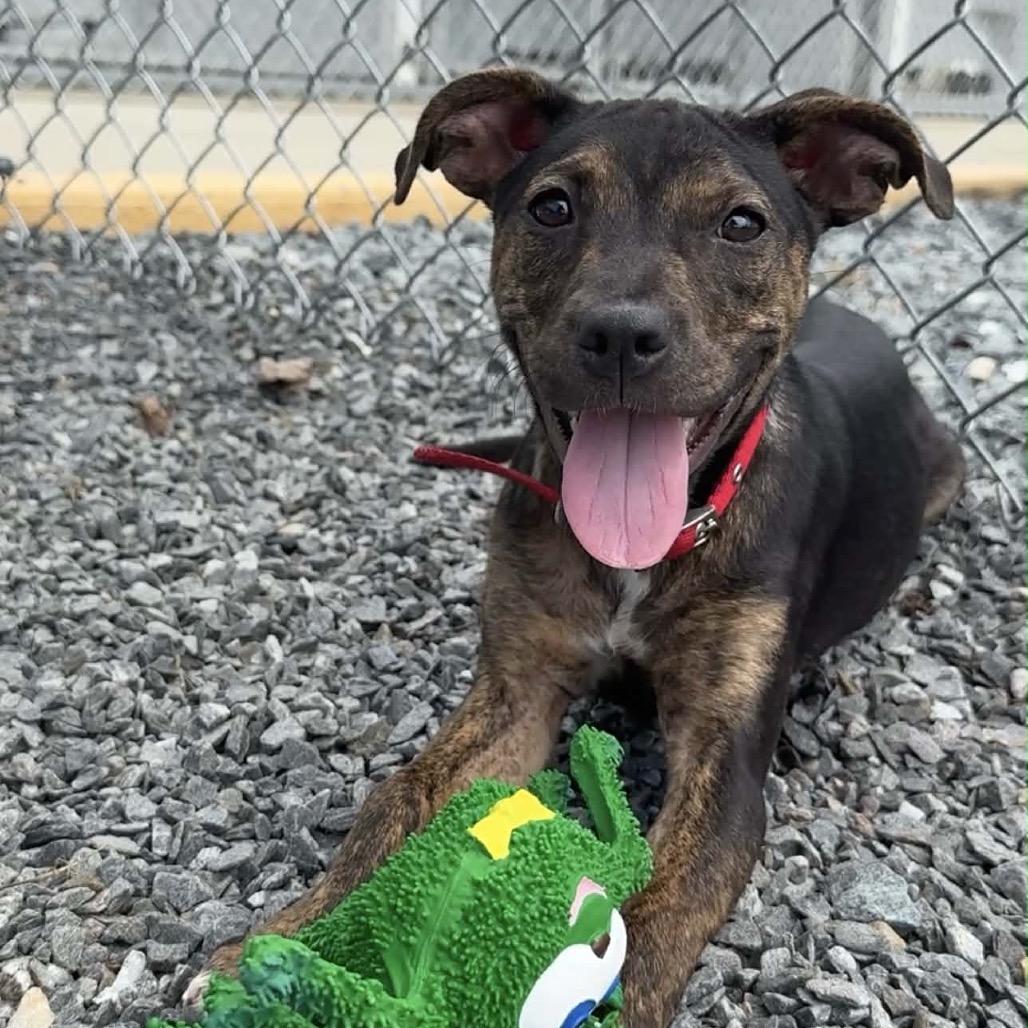 Enlarge Pipsi, a Adoptable Mixed Breed in Walnut Cove, NC image 3/6