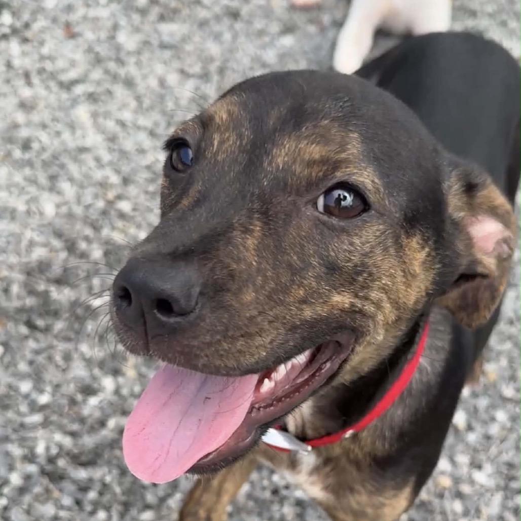 Enlarge Pipsi, a Adoptable Mixed Breed in Walnut Cove, NC image 4/6