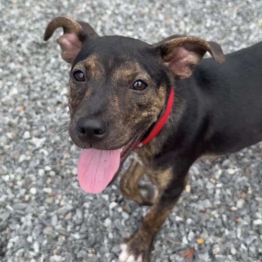 Enlarge Pipsi, a Adoptable Mixed Breed in Walnut Cove, NC image 5/6