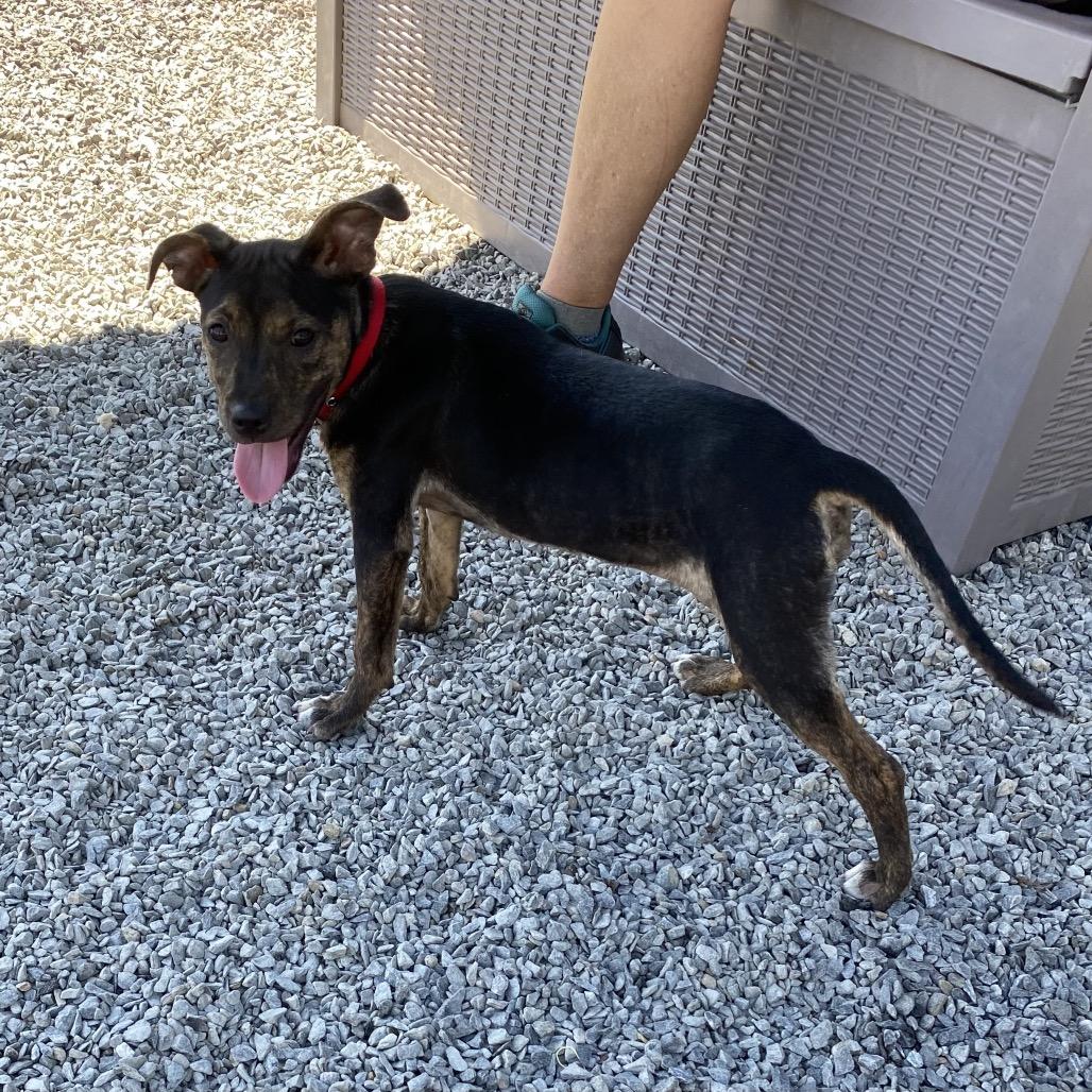 Enlarge Pipsi, a Adoptable Mixed Breed in Walnut Cove, NC image 6/6