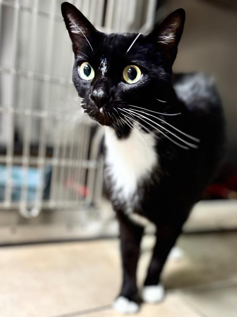 Enlarge Raptor, a Adoptable Domestic Short Hair in Ocala, FL image 1/1