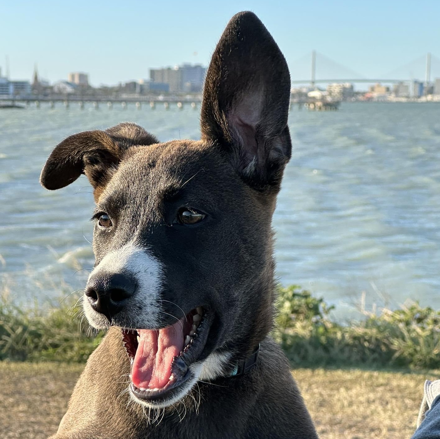 Saffron, Adoptable, Puppy Female Terrier & Retriever.