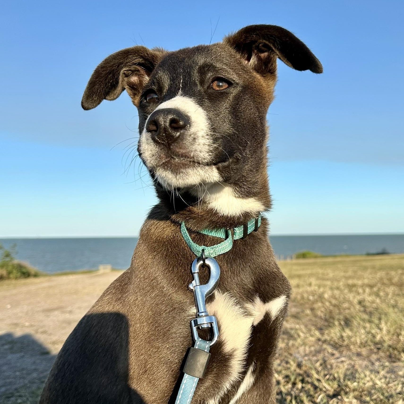 Enlarge Saffron, a Adoptable mixed breed in Fort Lupton, CO image 5/6