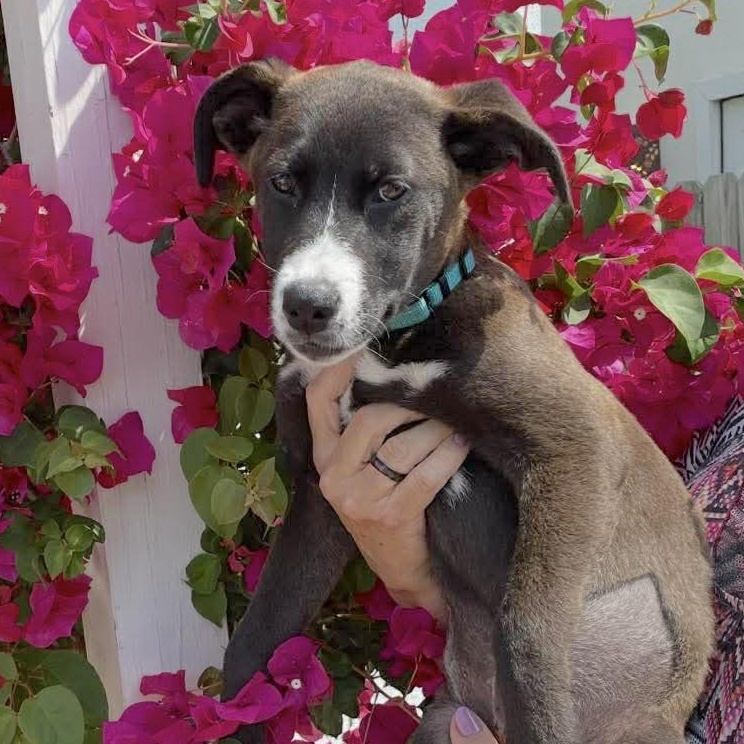 Enlarge Saffron, a Adoptable mixed breed in Fort Lupton, CO image 2/6
