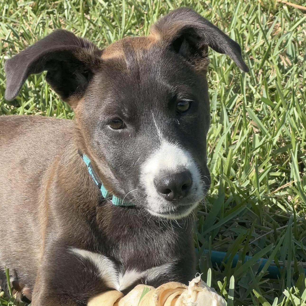 Enlarge Saffron, a Adoptable mixed breed in Fort Lupton, CO image 3/6