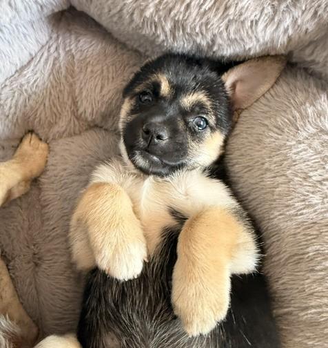Enlarge Dolly, a Adoptable mixed breed in Santa Rosa, CA image 2/6