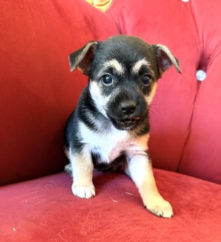 Enlarge Dolly, a Adoptable mixed breed in Santa Rosa, CA image 4/6