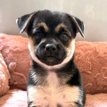 Dolly, Adoptable, Puppy Female Chihuahua.